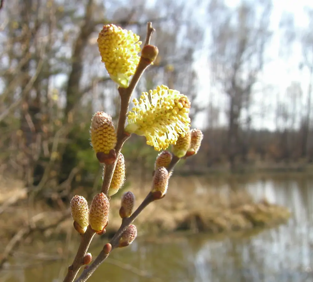 Bachblüte 38 Willow – Gelbe Weide