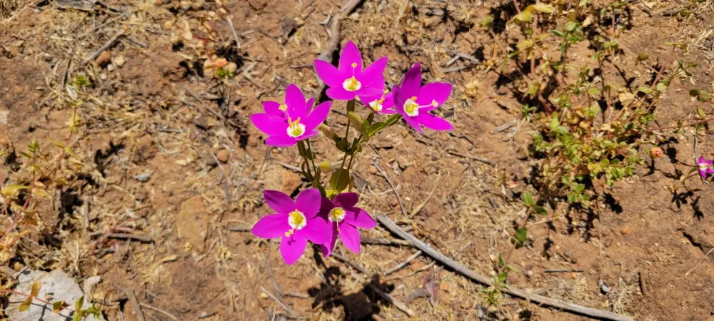 Bachblüte 4 Centaury – Tausendgüldenkraut