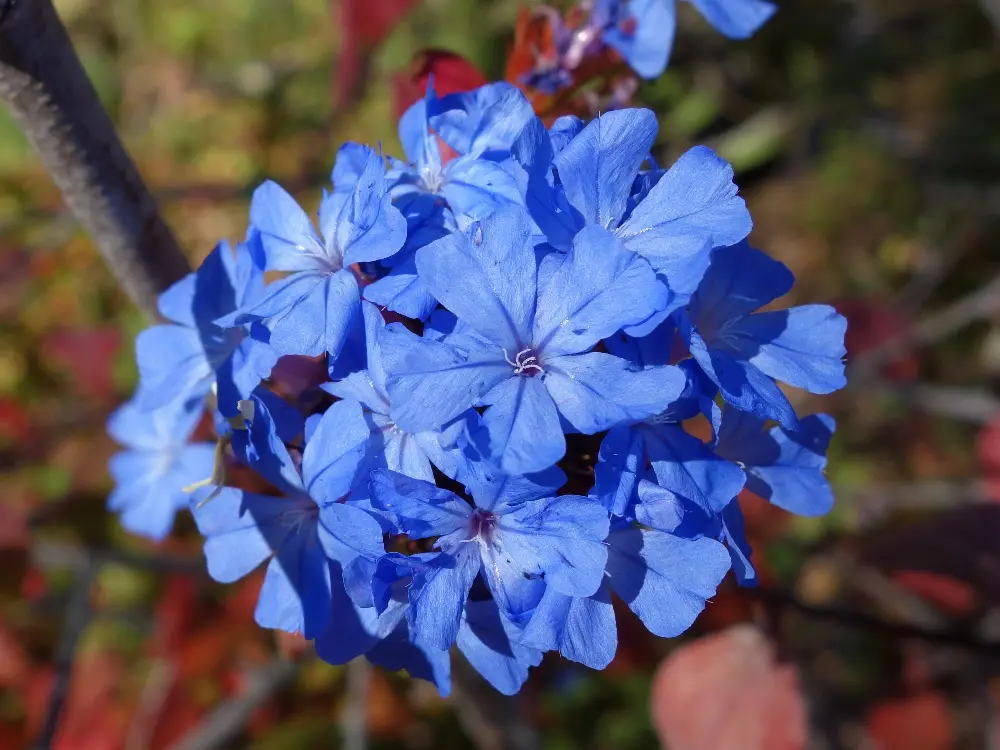 Bachblüte 5 Cerato – Bleiwurz