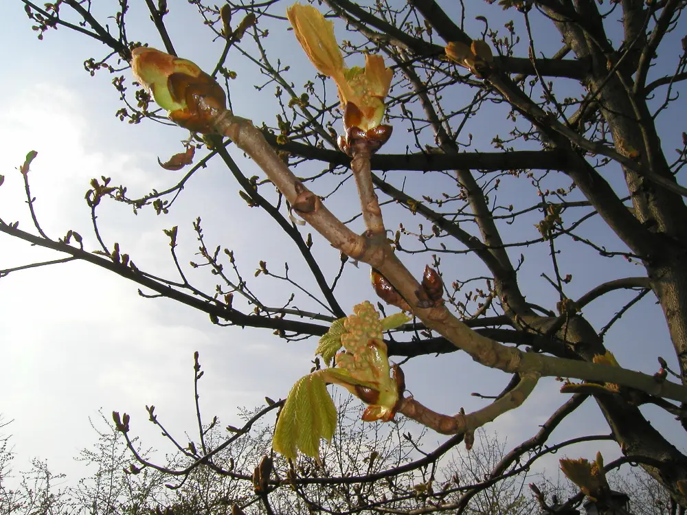 Bachblüte 7 Chestnut Bud – Kastanienknospe