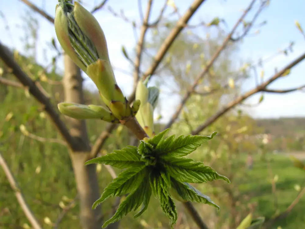 Bachblüte 7 Chestnut Bud – Kastanienknospe
