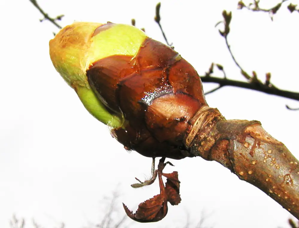 Bachblüte 7 Chestnut Bud – Kastanienknospe