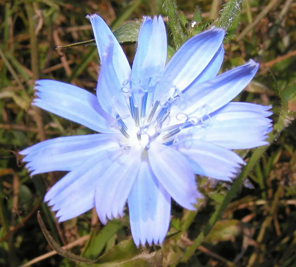 Bachblüte 8 Chicory – Wegwarte
