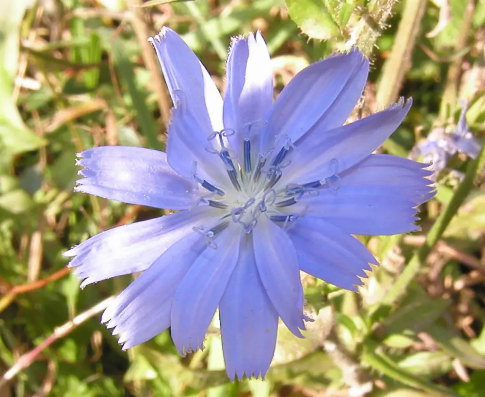 Bachblüte 8 Chicory – Wegwarte