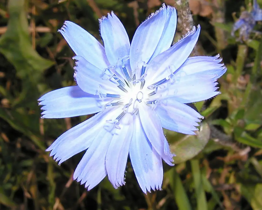 Bachblüte 8 Chicory – Wegwarte