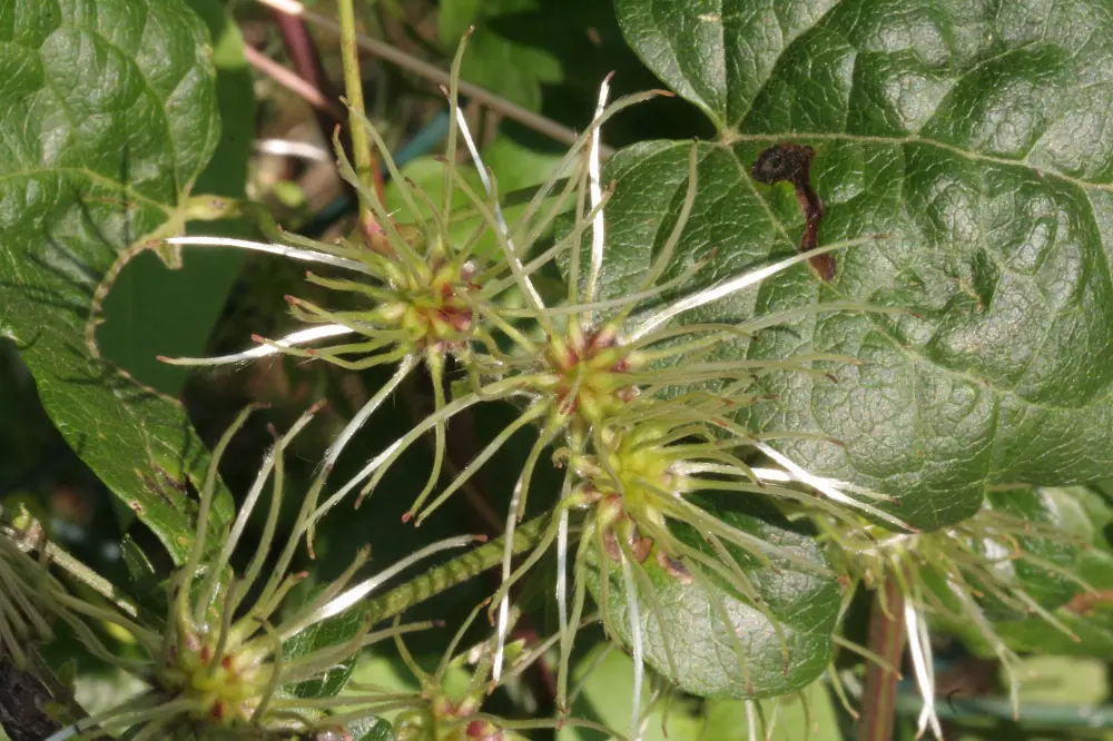 Bachblüte 9 Clematis – Weiße Waldrebe